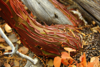 268 8gu. Zion National Park - Cable Mountain hike