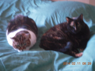 cats Penny and Maria