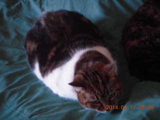 my cat Penny