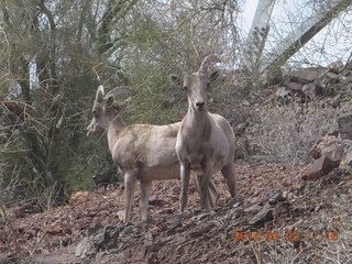 Zion National Park drive - big horn sheep