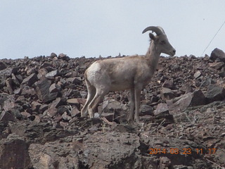 drive to Desert Bar near Parker - Lake Havasu Dam - big horn sheep