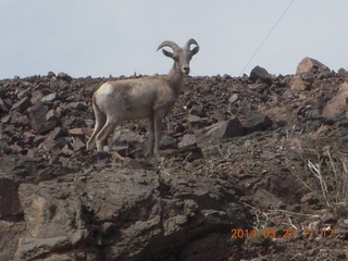 drive to Desert Bar near Parker - Lake Havasu Dam - big horn sheep