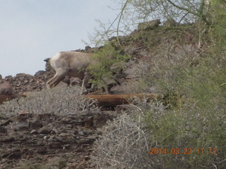 Zion National Park drive - big horn sheep