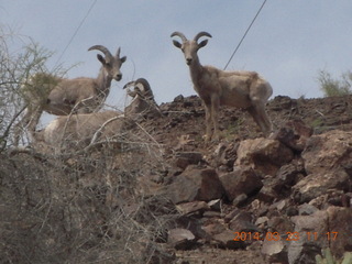 drive to Desert Bar near Parker - Lake Havasu Dam - big horn sheep