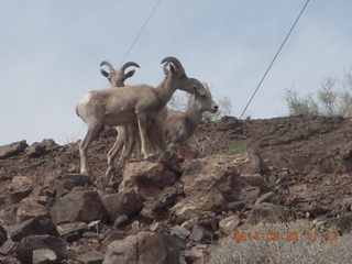 drive to Desert Bar near Parker - Lake Havasu Dam - big horn sheep