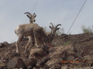 Zion National Park drive - big horn sheep