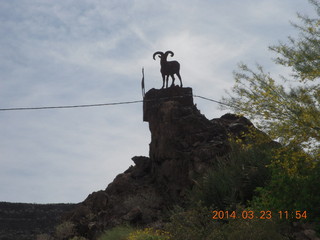 drive to Desert Bar near Parker - Lake Havasu Dam - big horn sheep