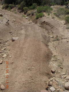 Bagdad hike (my old running loop) - flowers