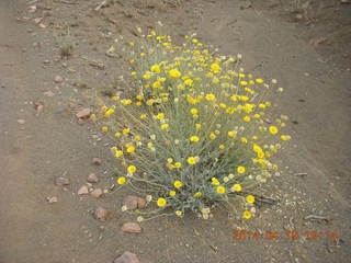 Bouquet Ranch run - flowers