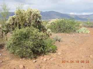 Bouquet Ranch run - giant saguaro