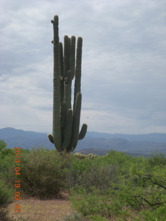 Bouquet Ranch run - giant saguaro