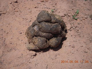 Canyon de Chelly - Spider Rock hike - droppings