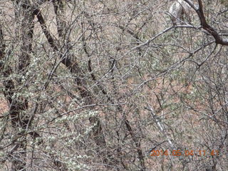 Canyon de Chelly - Spider Rock hike