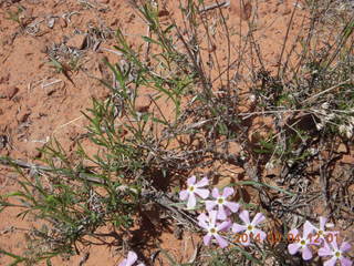 Canyon de Chelly - Spider Rock hike - droppings