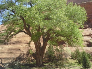 Canyon de Chelly - Spider Rock hike