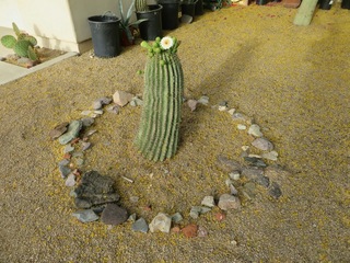 blooming saguaro piece in Beth B's yard