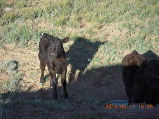 Canyonlands National Park -cow