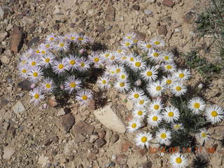 86 8me. flowers at Sand Wash