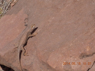 Canyonlands National Park - Lathrop hike - old uranium mine