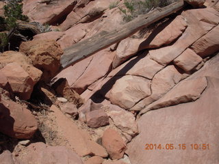 Canyonlands National Park - Lathrop hike - tree-of-death point on steep, tough climb