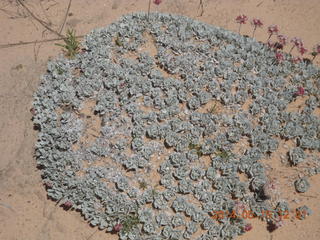 204 8mf. Canyonlands National Park - Lathrop hike - plants