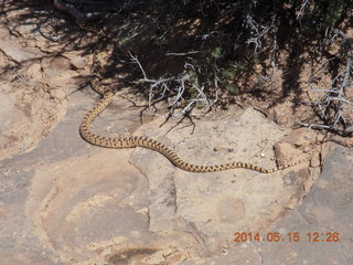 Canyonlands National Park - Lathrop hike - snake