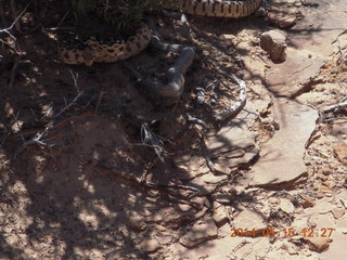 Canyonlands National Park - Lathrop hike