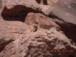 Canyonlands National Park - Lathrop hike - snake