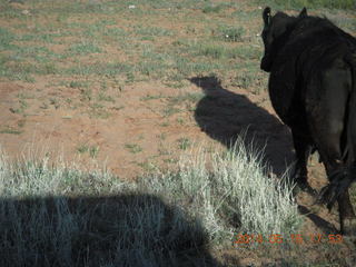 429 8mf. drive back from Canyonlands to Moab - cow