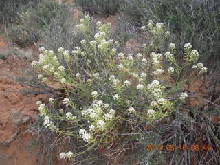 Arches National Park - Devil's Garden hike - flowers