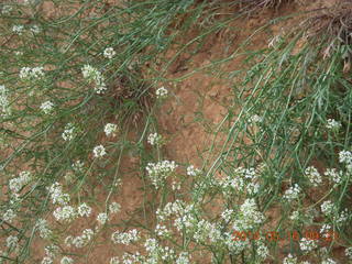 Arches National Park - Devil's Garden hike - flowers