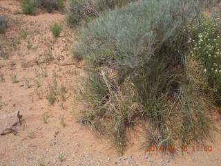 Arches National Park - Devil's Garden hike - plant