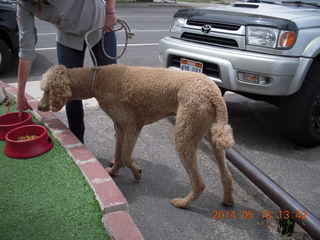 Moab - Milt's Stop & Eat - cool poodle