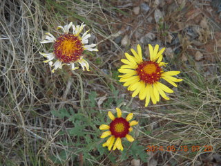 driving to Needles - flowers