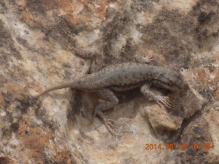 148 8mj. Canyonlands National Park - Needles - Elephant Hill + Chesler Park hike - lizard