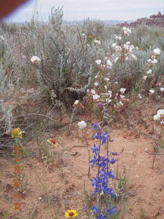 Canyonlands National Park - Needles - Elephant Hill + Chesler Park hike