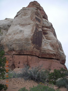 Canyonlands National Park - Needles - Elephant Hill + Chesler Park hike - bright yellow cactus flower