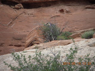 305 8mj. Canyonlands National Park - Needles - Elephant Hill + Chesler Park hike