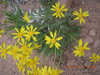 Canyonlands National Park - Needles - Elephant Hill + Chesler Park hike - flowers