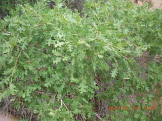 Canyonlands National Park - Needles - Elephant Hill + Chesler Park hike - plant