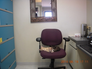1 8nk. Dr. Krista's chair with kittens