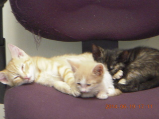 3 8nk. Dr. Krista's chair with kittens
