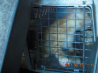 22 8nk. Max - my new kitten in carrier