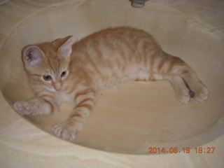 44 8nk. new kitten cat Max