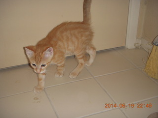68 8nk. new kitten cat Max