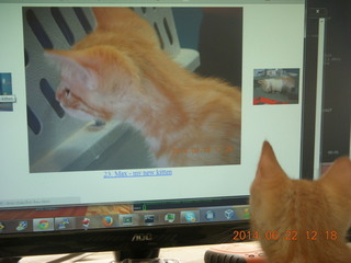 97 8nn. my kitten Max watching himself on the monitor
