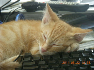 103 8nn. my kitten Max sleeping on the keyboard