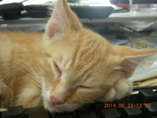 my kitten Max sleeping on the keyboard