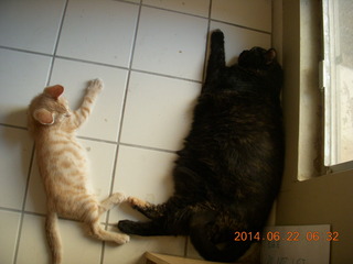 119 8np. my cats Maria and Max
