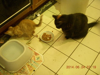 127 8nq. my cats Maria and Max